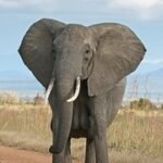 Drought-stricken Botswana to kill, eatelephants.