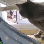 Cat bullies other cat through window opening.