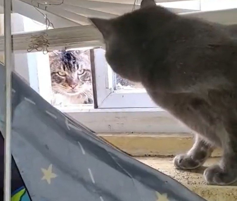 Cat bullies other cat through window opening.