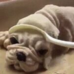 Dog has wide eyes after seeing this food sliced with a spoon (it’s shaped like a dog).