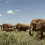 Elephant puts man’s hat on itself.