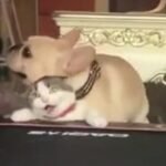 Dog humps cat.