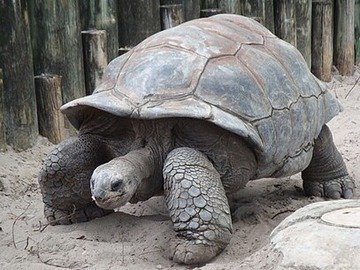 Rare clip of Tortoise – Watch