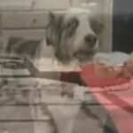 PTSD dog…dog has war flashback during its birthday party.