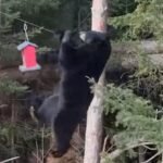 Bear goes on an impossible mission to retrieve food from what looks like a bird house.