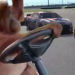 Orangutan drives with one hand during race, leads the pack…