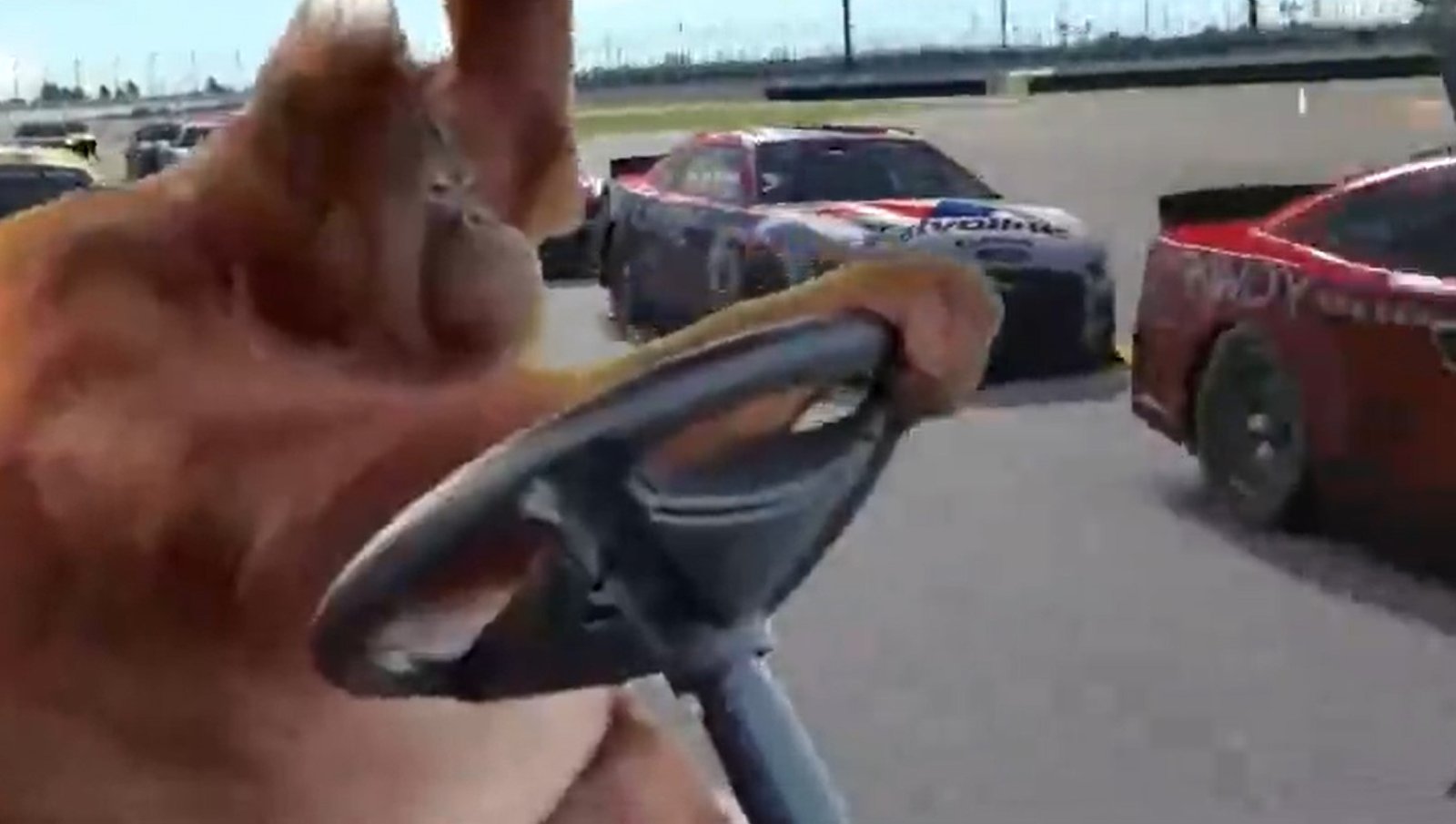 Orangutan drives with one hand during race, leads the pack…