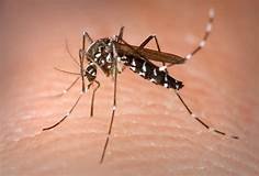 Genetically modified a mosquito such that their proboscis are no longer able to penetrate human skin