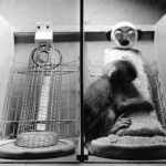 Watch- 1925 Scopes Monkey Trial Documentary