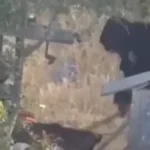 Israeli Settler Filmed Beating Guard Dog to Death in West Bank Raid